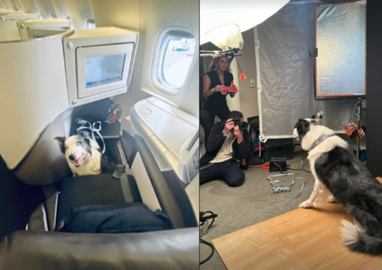 Vida de cão: Sucesso do Oscar 2024, cachorro Messi viaja de primeira classe, dá 'entrevistas' e faz sessão de fotos