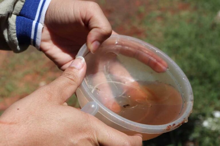 Campo Grande: período chuvoso exibe atenção redobrada contra mosquito da dengue