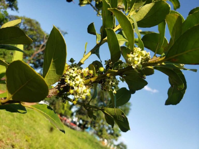 Gestão Riedel distribui 60 mil mudas de erva-mate para pequenos produtores no MS