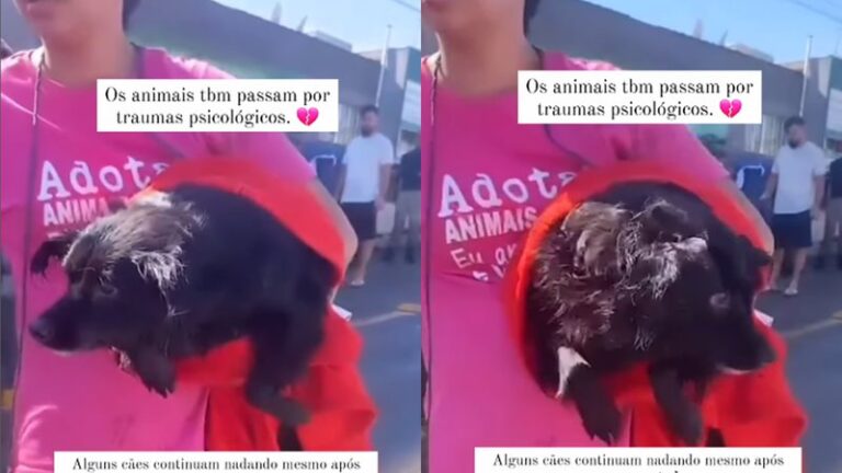 Traumatizados, cães nadam no ar após resgate no Rio Grande do Sul