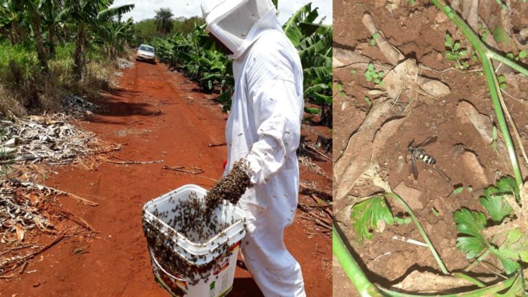 Apicultora que teve colmeias dizimadas por pulverização agrícola é indenizada em R$ 100 mil