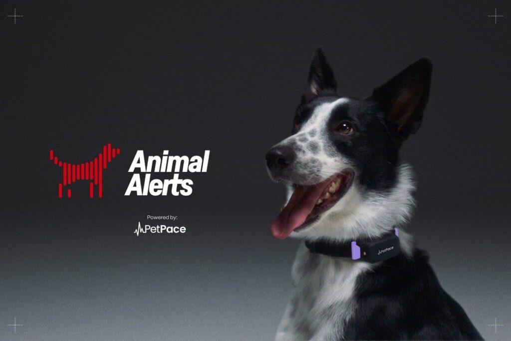 Cachorros e inteligência artificial podem prever terremotos; entenda