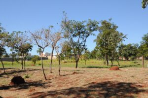 Campo Grande celebra o Dia Mundial do Meio Ambiente com avanços na preservação e ações de sustentabilidade