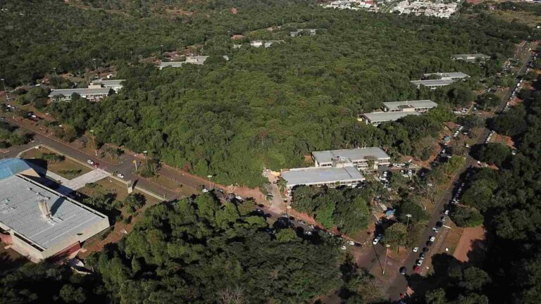 Campo Grande tem vestígio de bioma raro e desmatamento no Parque dos Poderes depende de aval do Ibama