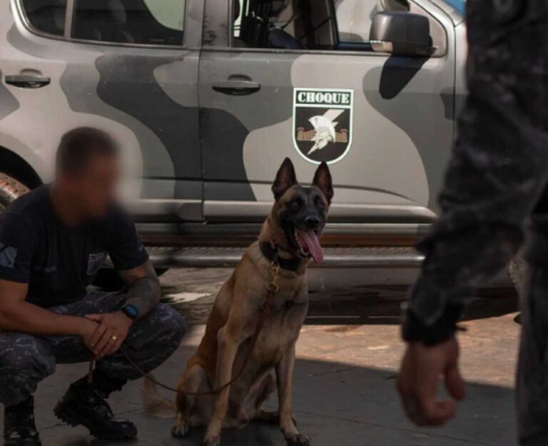 Casal leva folhas de coca em mala, mas cão do Choque 'azeda' viagem em Campo Grande