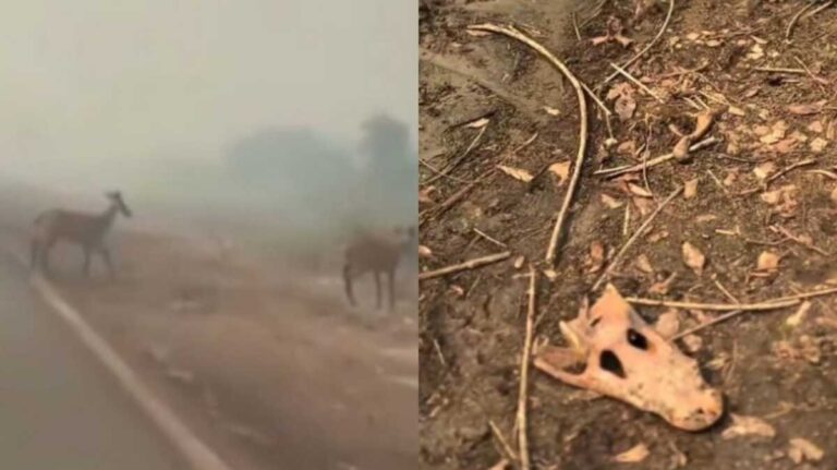 Cercados por fogo, animais ficam perdidos no Pantanal; crânio de jacaré emociona (vídeo)