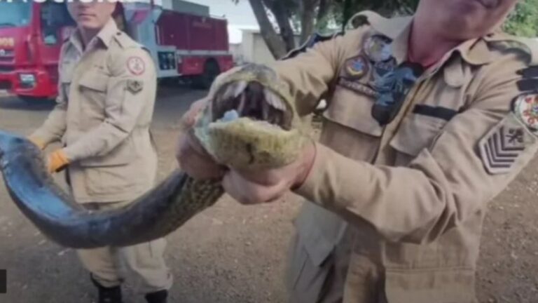 Cobra gigante é vista em cidade do interior do Mato Grosso