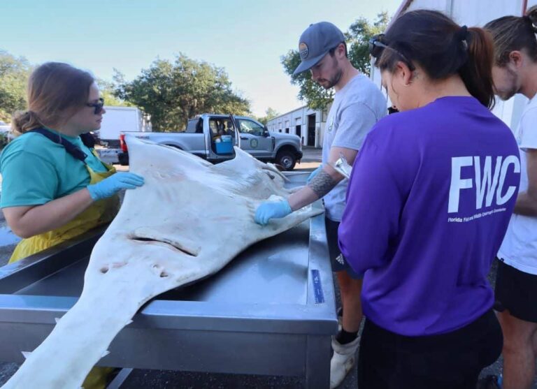 Comportamento bizarro e morte em massa de peixes na Flórida intriga cientistas