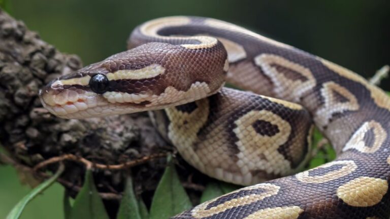 Corpo de mulher desaparecida é encontrado dentro de cobra gigante; veja vídeo