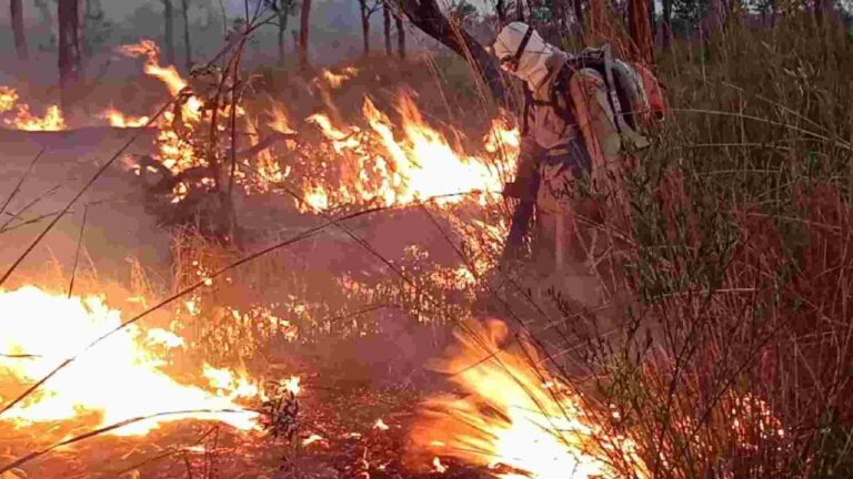 Estatuto do Pantanal pode ser votado em julho na Comissão do Meio Ambiente do Senado