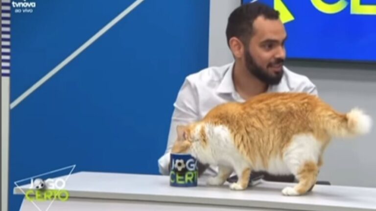 Gata invade programa de TV e toma água da caneca de apresentador