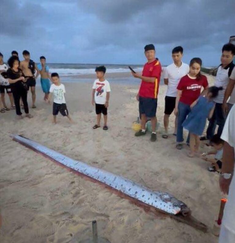 Peixe-remo aparece em praia no Vietnã e leva a temor de desastre natural