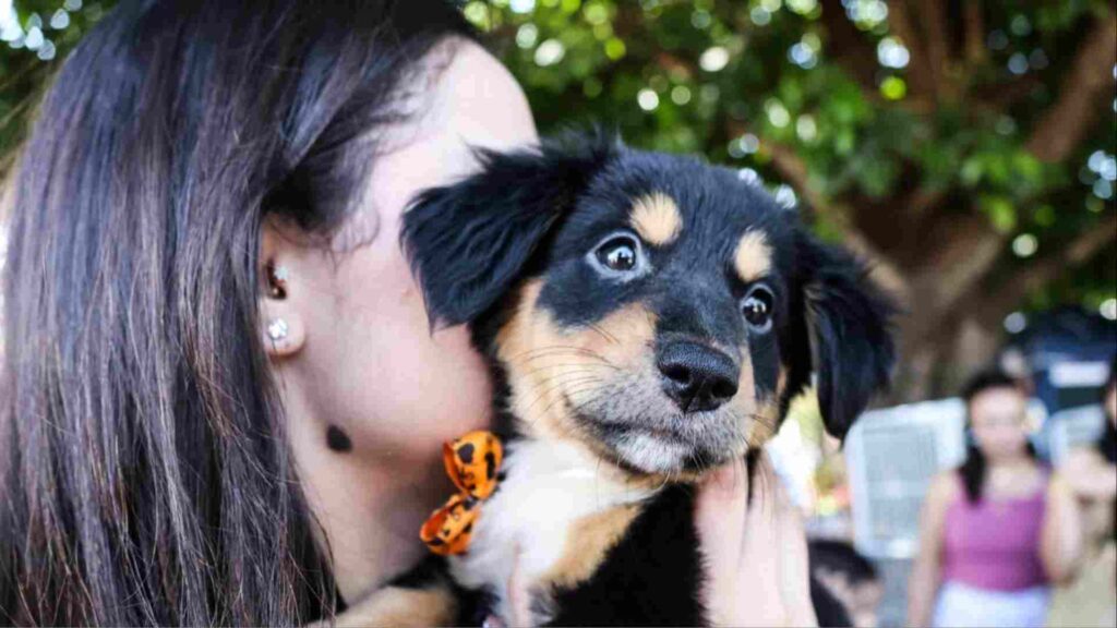 Projeto de lei quer criar programa de incentivo a lares temporários de animais em MS