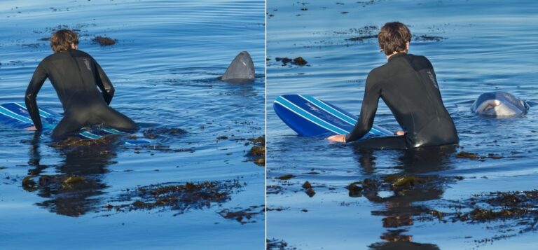 Surfista se assusta com 'barbatana de tubarão', mas se depara com surpresa um instante depois