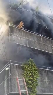 Heroína Filipina Salva Cães de Incêndio ao Arremessá-los do Terceiro Andar 

Uma cena digna de cinema transformou uma mulher comum em símbolo nacional de coragem. Eimeilee Maningo arriscou a própria vida para salvar seus dois cães da raça Pomeranian durante um incêndio que consumia rapidamente o prédio onde vivia.

 Encurralada no terceiro andar, com as chamas se aproximando, Maningo tomou uma decisão desesperada: confiou seus animais de estimação aos bombeiros e vizinhos que aguardavam no chão, estendendo um cobertor para amortecer a queda. Um a um, os cães foram arremessados e recebidos em segurança, arrancando aplausos e lágrimas dos presentes. Segundos depois, a própria Maningo foi resgatada pelos bombeiros. 

O vídeo do ato heroico viralizou nas redes sociais, emocionando milhões de pessoas ao redor do mundo e destacando o vínculo inquebrável entre a tutora e seus pets. 

Hoje, Eimeilee é celebrada não apenas como sobrevivente, mas como exemplo de amor e bravura — uma verdadeira heroína das Filipinas. O episódio aconteceu em Mandaue City, Cebu, nas Filipinas.

@portal30oficial