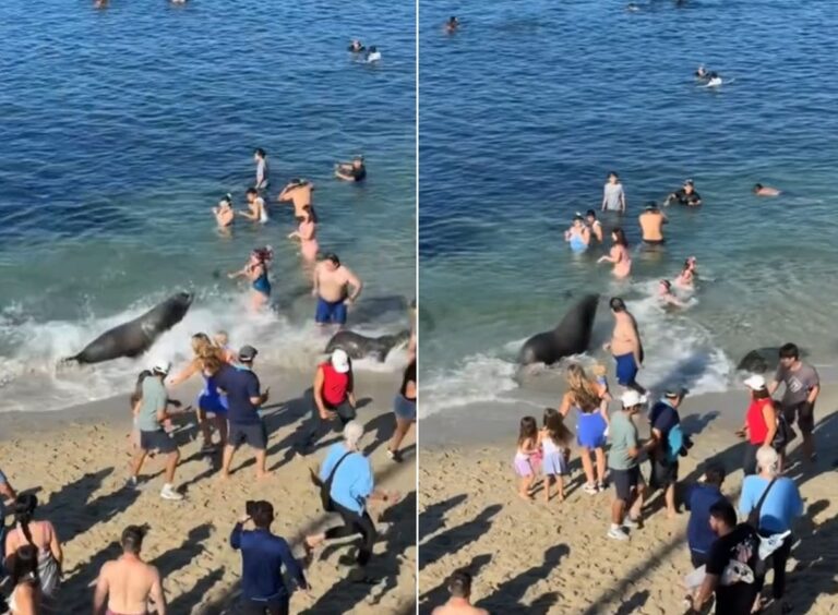 Leão-marinho avança contra banhistas em praia na Califórnia