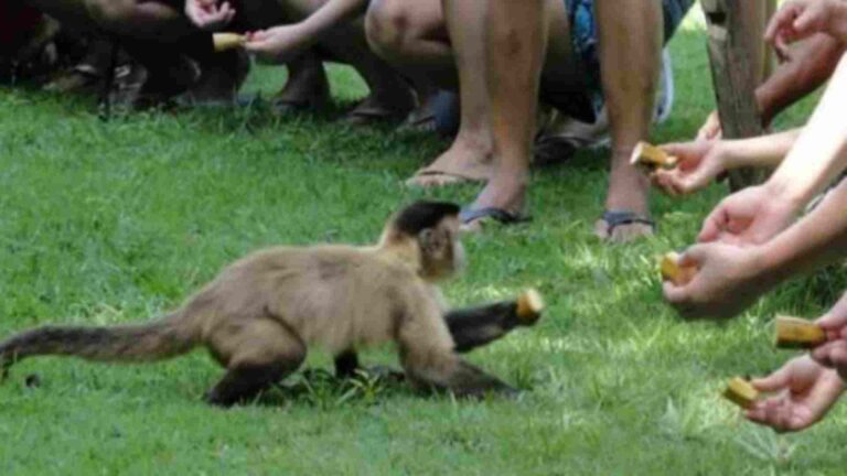 Uso de animais em propagandas de atrativos turísticos de Bonito pode virar ação na Justiça