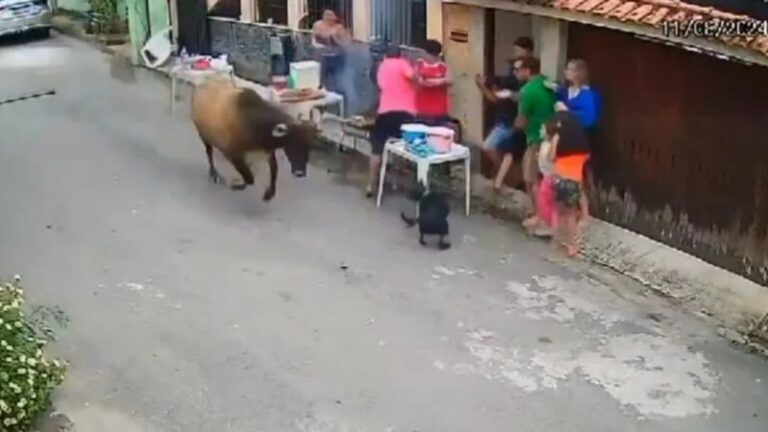 Boi se vinga e estraga churrasco de família