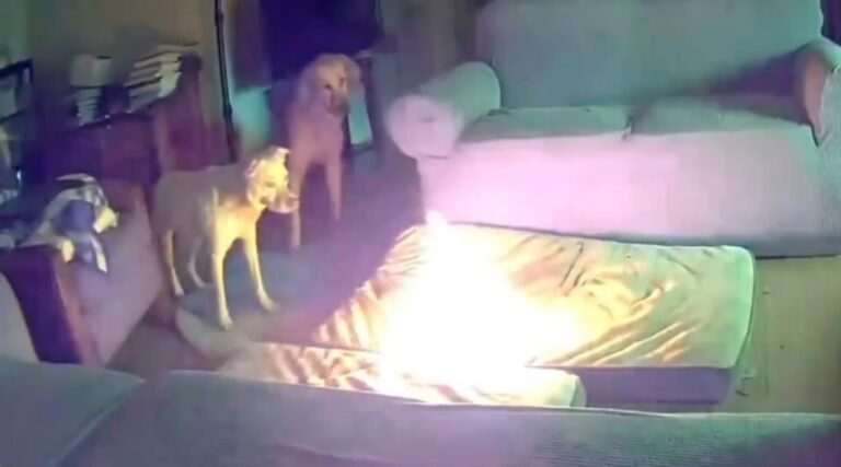 Cachorro destrói powerbank e incendeia casa; veja o vídeo