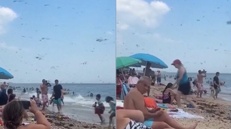 Enxame de insetos invade praia, assusta banhistas e provoca caos