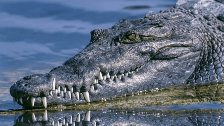 Quais as diferenças entre crocodilos e jacarés?