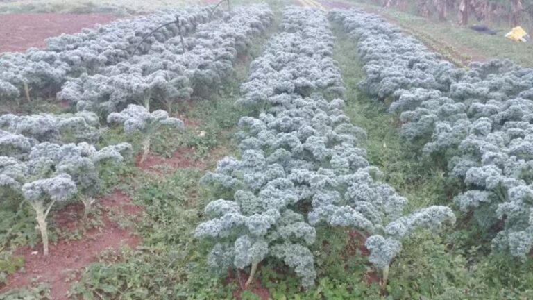 Tá frio? Plantação de alface fica completamente petrificada