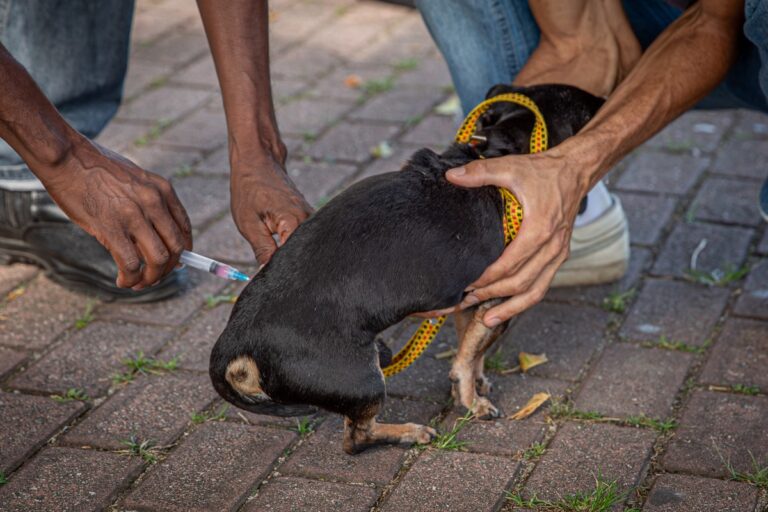 Itaguaí: vacinação de cães e gatos termina na quinta-feira