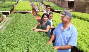 Compartilhamento de dados busca aprimorar políticas públicas para a agricultura familiar