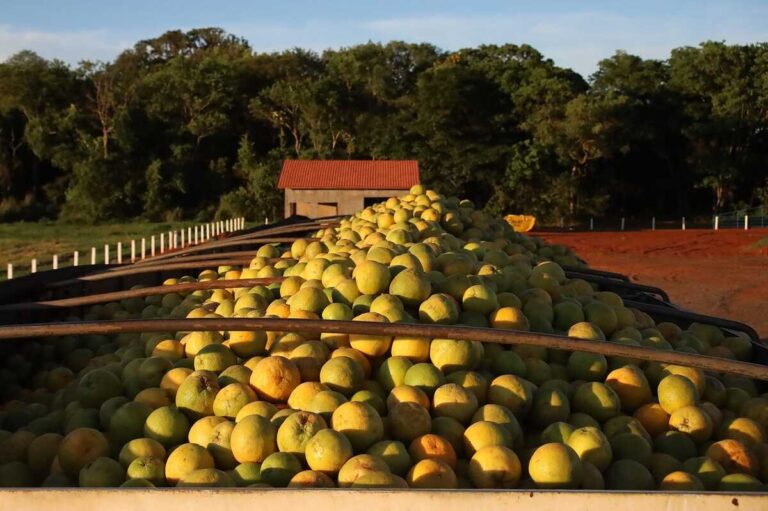 Gestão Riedel reduz impostos para expandir cultivo da laranja em MS