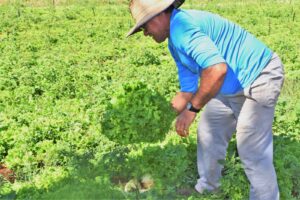 PAA indígena cumpre ODS e garante compra e entrega de alimentos seguros para as comunidades