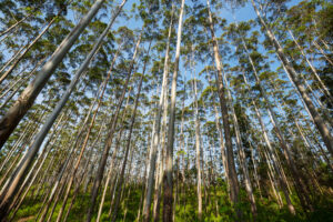 Saldo de empregos na agropecuária dobrou em Campo Grande em dois anos, maior crescimento é na produção florestal