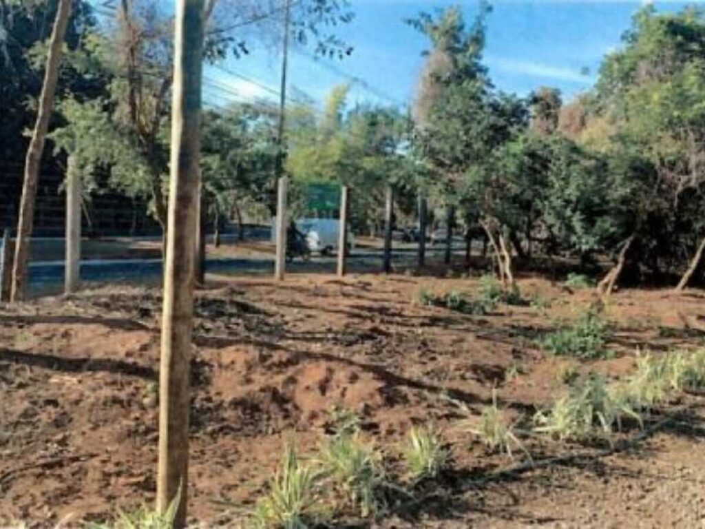 Ministério Público busca suspeitos por corte ilegal de árvores no Parque dos Poderes