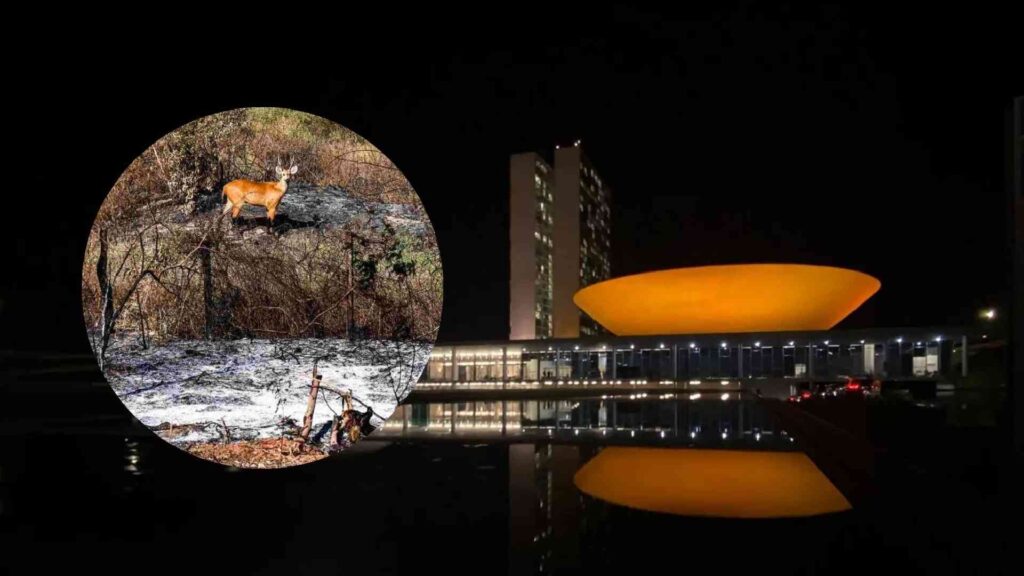 congresso medida provisória pantanal comissão
