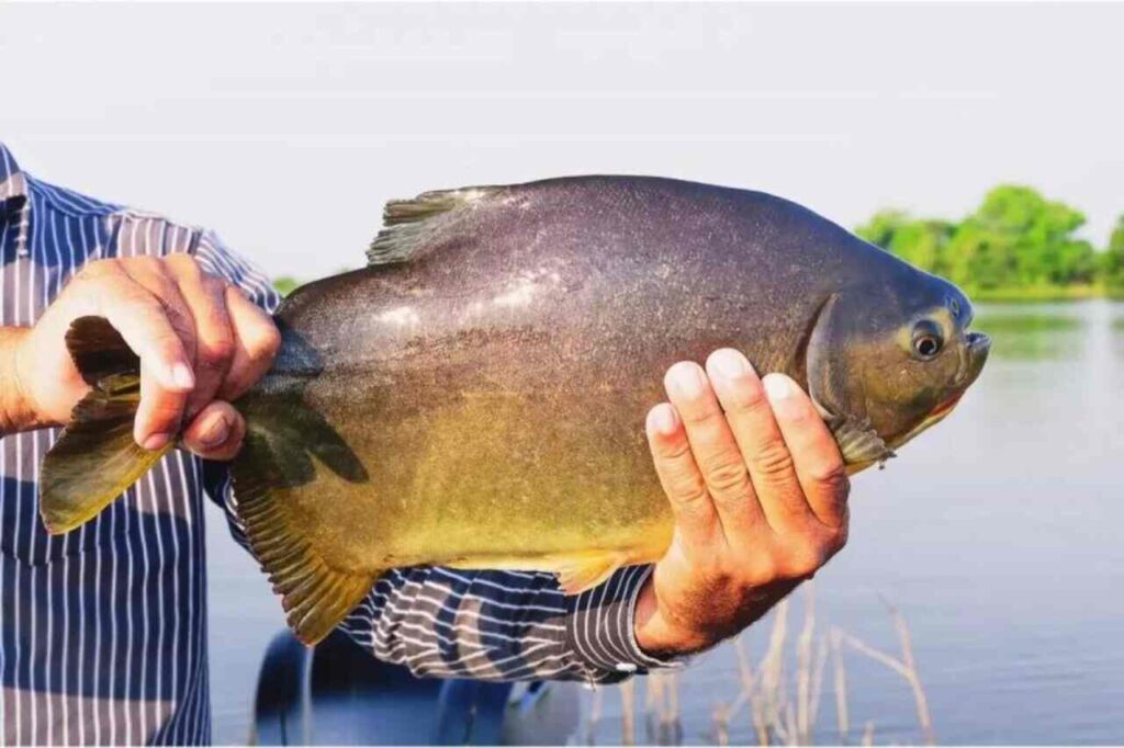 Dourados abre licitação para aquisição de peixes vivos para a 1ª Festa da Páscoa