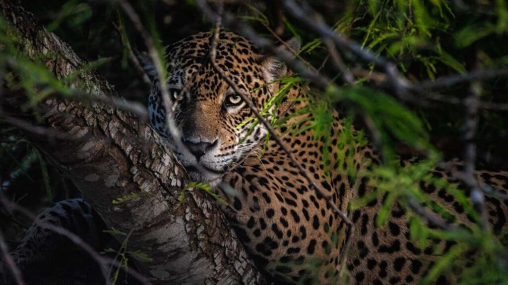 PL que restringe comércio de animais silvestres pode fortalecer a preservação da fauna do Pantanal