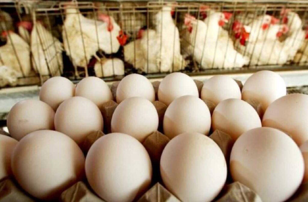 Terenos lidera exportações aos EUA de ovos produzidos em MS